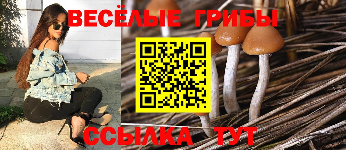 Галлюциногенные грибы Psilocybine cubensis Ликино-Дулёво